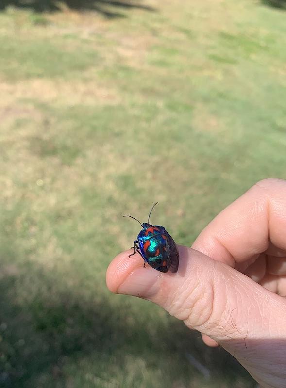 Hibiscus Harlequin Bug