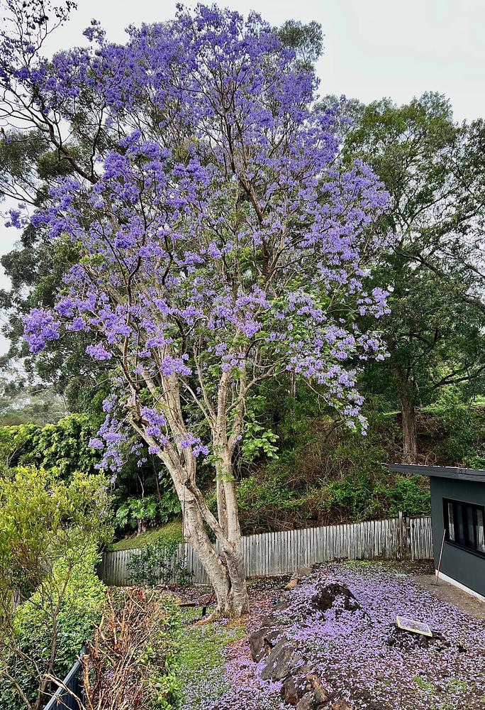 Jacaranda in bloom