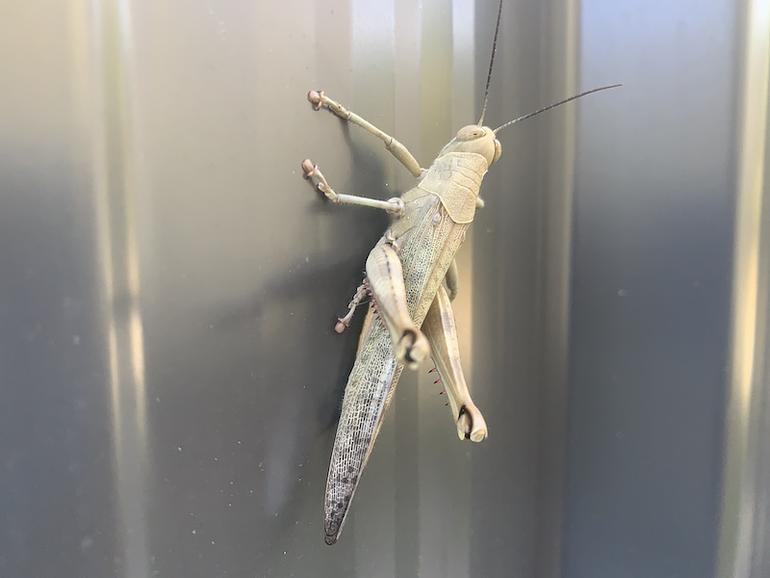 Grasshopper